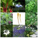 Magic Garden Seeds Klasyczny ogródek - zestaw nasion - 1 Zestaw