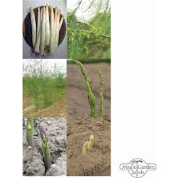 Magic Garden Seeds Varietà di Asparagi - Set di Semi - 1 set