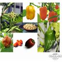 Magic Garden Seeds Habanero Chili Vielfalt - Samenset - 1 Set