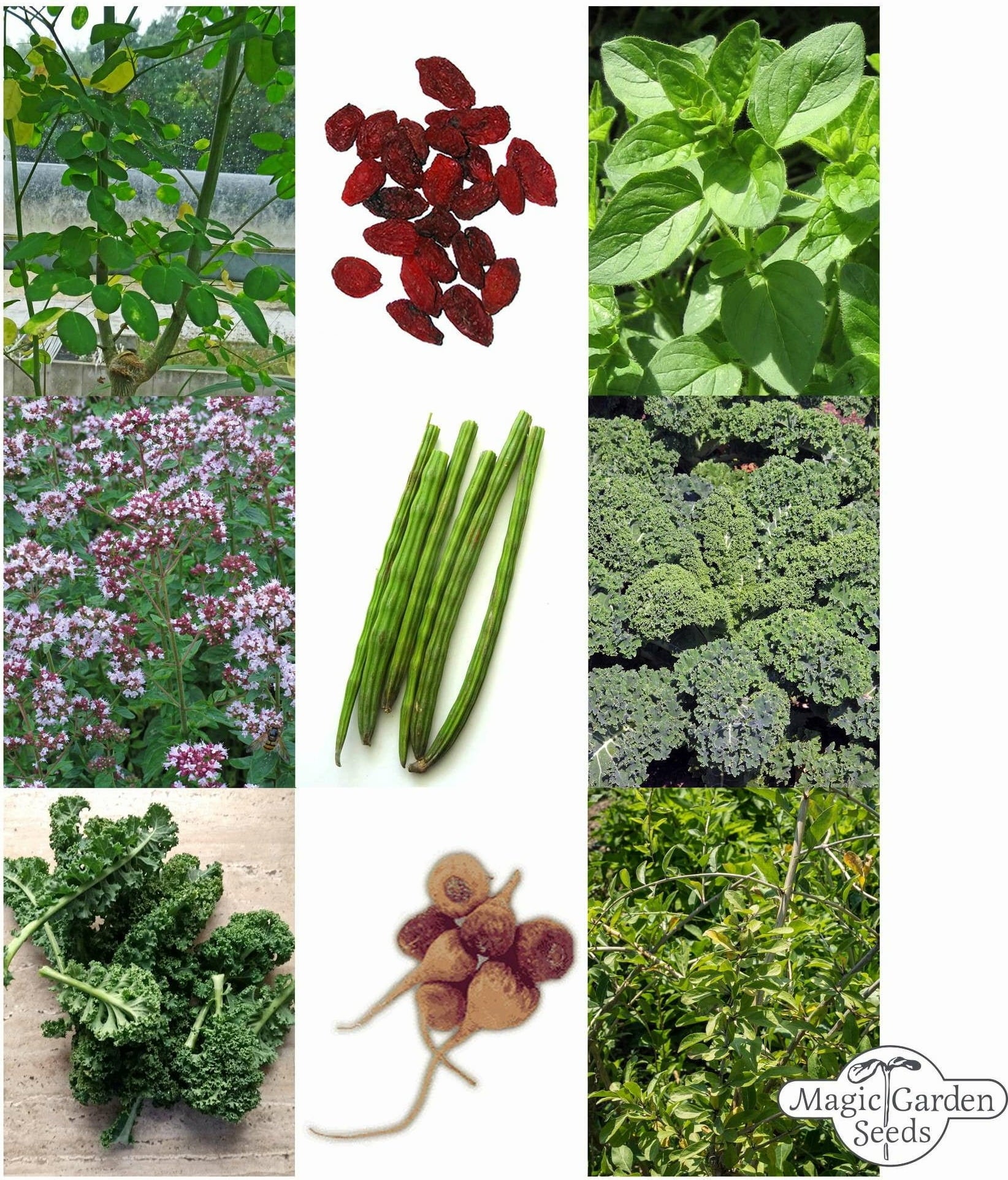 Magic Garden Seeds Super Foods - Samenset - 1 Set