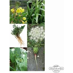 Magic Garden Seeds Essbare Wildpflanzen - Samenset - 1 Set