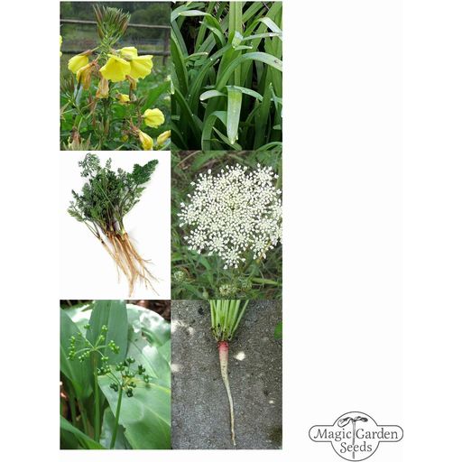 Magic Garden Seeds Užitne divje rastline - set semen - 1 set.