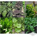 Magic Garden Seeds Gemüse für Green Smoothies - Samenset - 1 Set