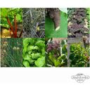 Magic Garden Seeds Permacultura - Kit de semillas - 1 set