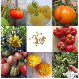 Kit de semillas- Deliciosos Tomates Grandes - 1 set