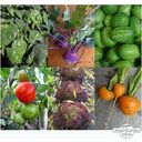 Magic Garden Seeds Kit de semillas- Verduras de Balcón  - 1 set