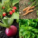 Own Grown Kit de semillas - 10 héroes del jardín