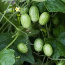 Own Grown Kumare-semena 6-delni set