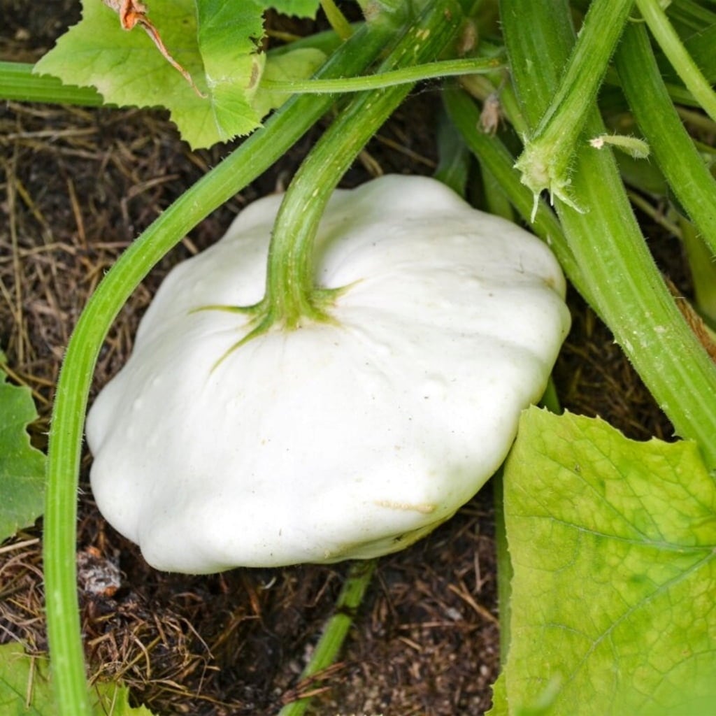 Own Grown Kürbis-Samen 8er Set