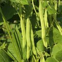 Own Grown Sada 6 druhov semien fazule