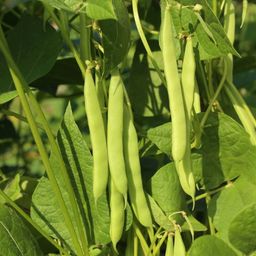 Own Grown Fižola -semena 6 delni set