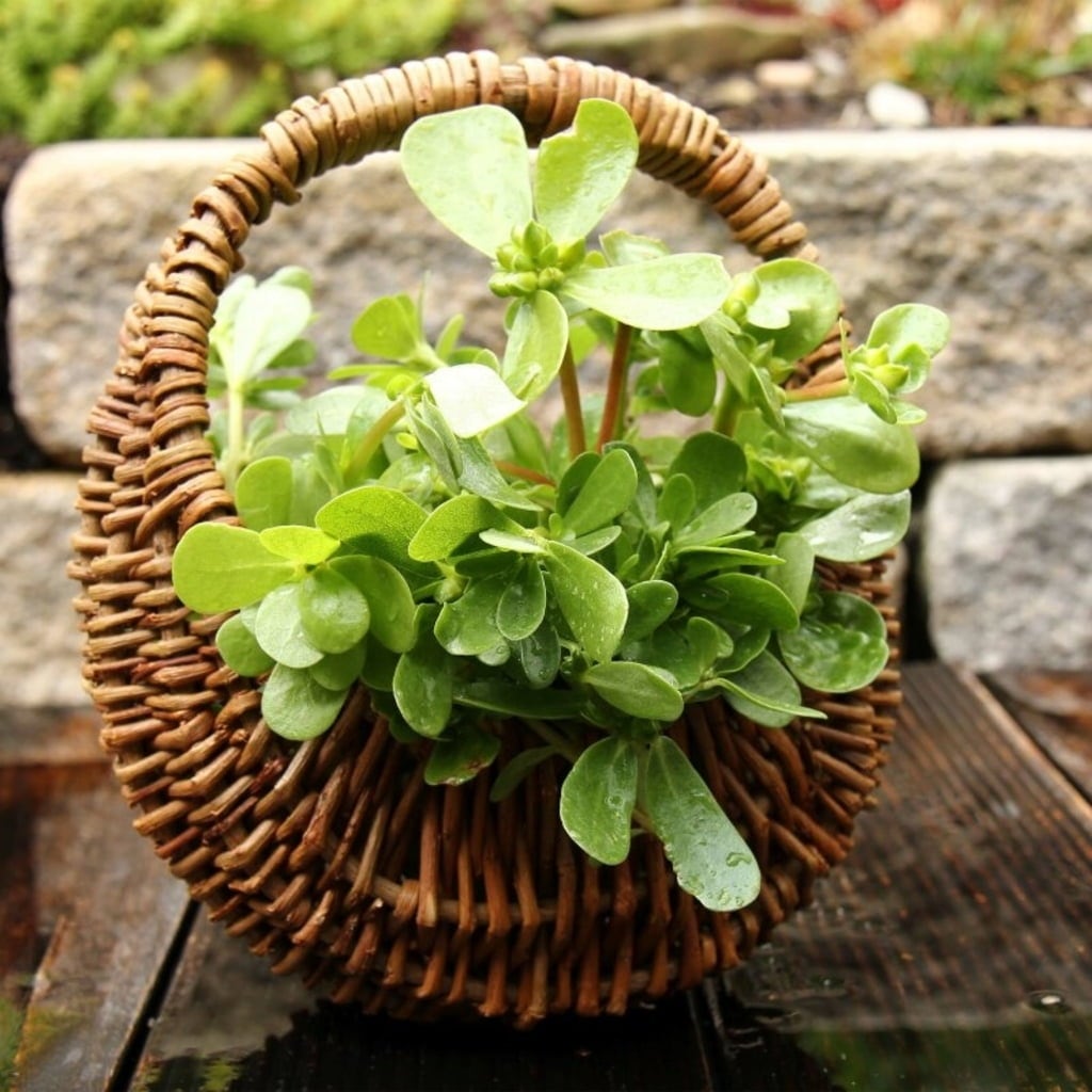 Own Grown Coffret de 12 Semences - Herbes Sauvages