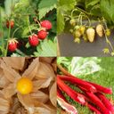 Own Grown Coffret de 8 Semences - Fruits du Jardin