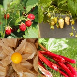 Own Grown Sada 8 druhov semien pre ovocnú záhradu