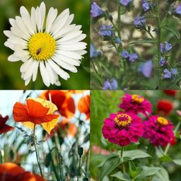 Sada 10 druhov semien pre kvetinový záhon