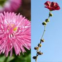 Sada 10 druhov semien pre kvetinový záhon