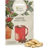 Own Grown Kaffee Arabica Samen