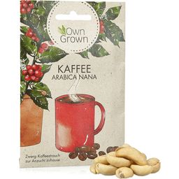 Own Grown Arabica Coffee Seeds