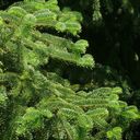 Naturkraftwerk Your Christmas Tree - Nordmann Fir Seeds
