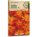 Samen Maier Bio Pillangóvirág - Narancssárga