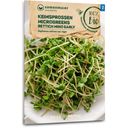 Graines Germées/ Microgreens - Roquette Bio