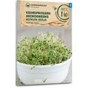 Biologische Kiemgroente/Microgreens - Alfalfa Giulia