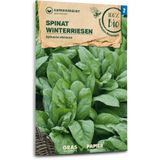 Samen Maier Organic Spinach "Winter Giants"
