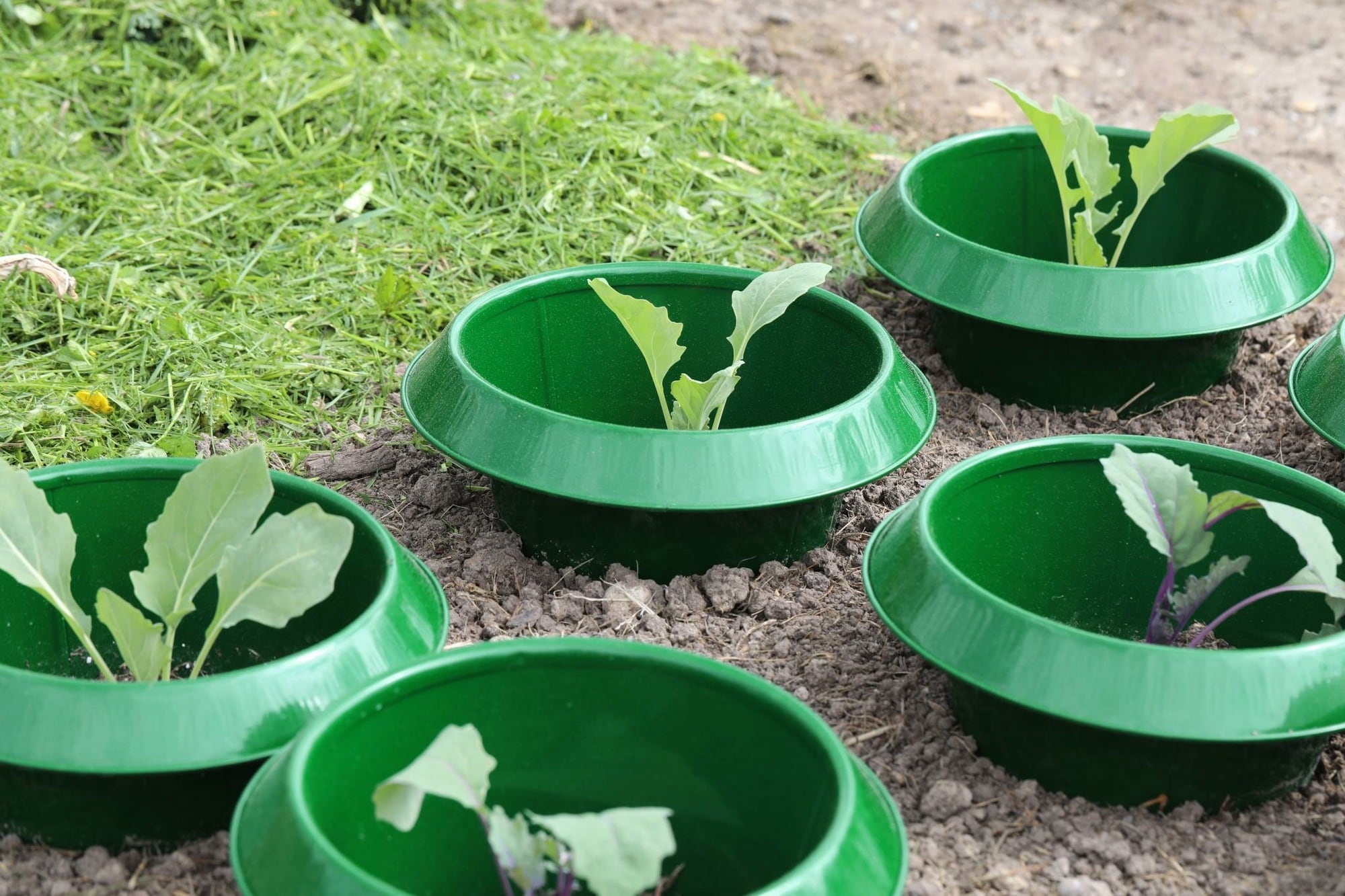 Andermatt Biogarten SnailStop FE Small - Set of 6 - Green