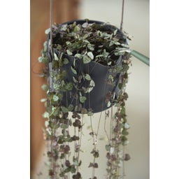elho b.for swing Hanging Pot 18cm  - Anthracite