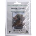 TROPICA Japanse Camellia - 1 Verpakking