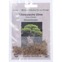 Chinese Elm