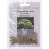 TROPICA Chinese Elm