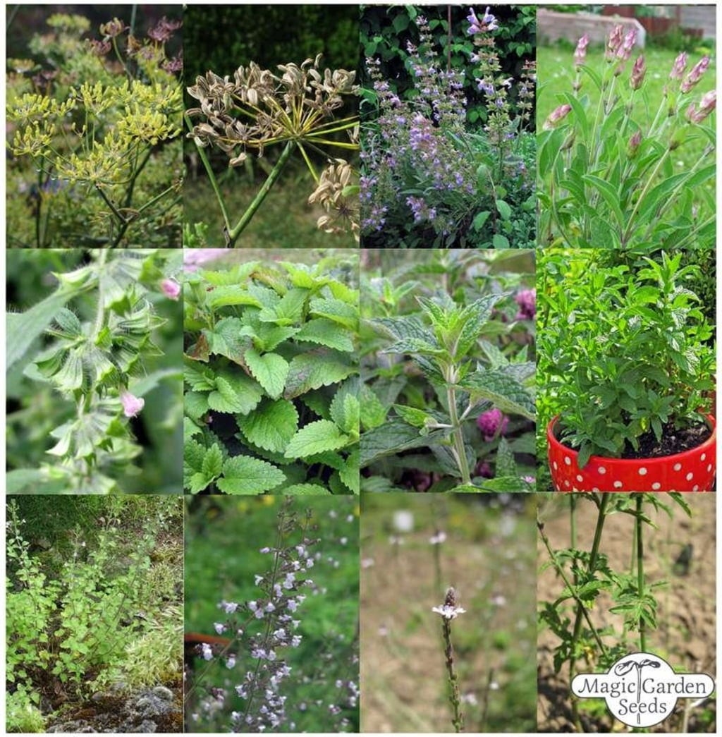Magic Garden Seeds Selbstgemachter Kräutertee - Samenset