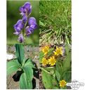 Magic Garden Seeds Alpine Pflanzen - Samenset
