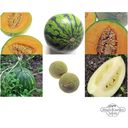 Magic Garden Seeds Hardy Melons - Kit de semillas
