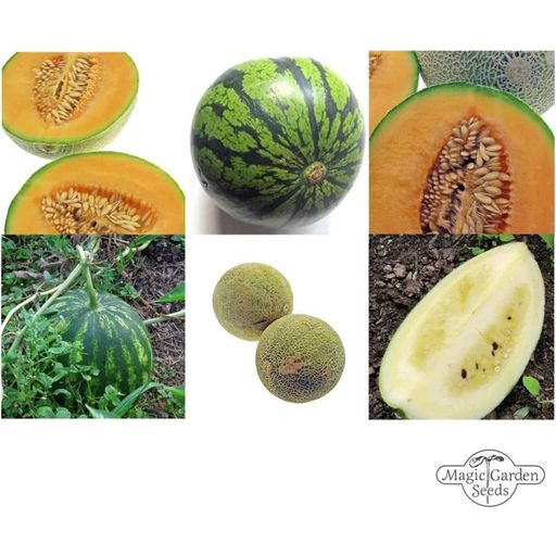 Magic Garden Seeds Melons Rustiques - Ensemble de Graines