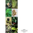 Trópusi növények: kávé, banán, golgotavirág, rizs és tea - magszett