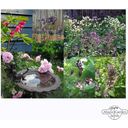 Jardín de Flores Romántico - Kit de Semillas