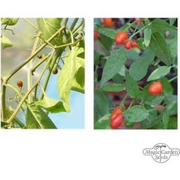 Magic Garden Seeds Zeldzame Wild Chili-Soorten - Zaadset