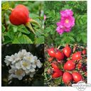 Magic Garden Seeds Rose Selvatiche Profumate - Set di Semi