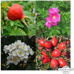 Magic Garden Seeds Rose Selvatiche Profumate - Set di Semi