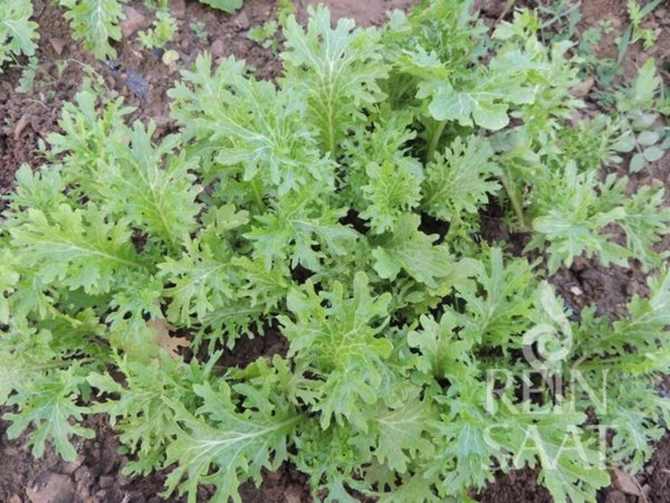 ReinSaat Salade Asiatique 