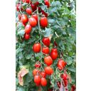 ReinSaat Koktejlové paradajky 