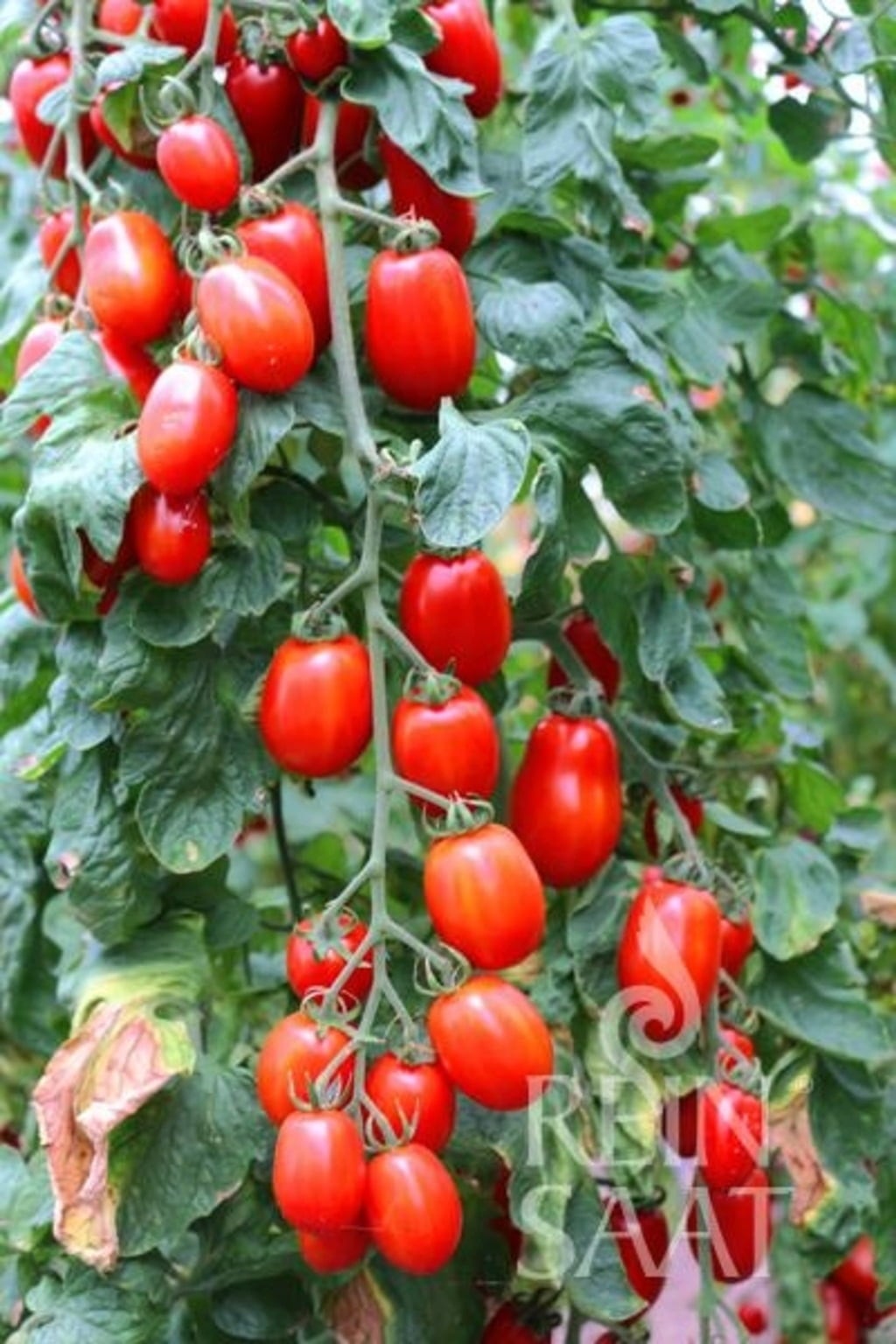 ReinSaat TomateCerise 