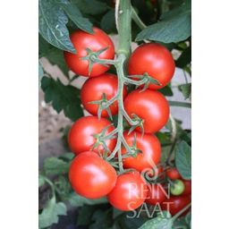 ReinSaat Pomidor 