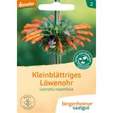 Bingenheimer Saatgut Leonotis Nepetifolia