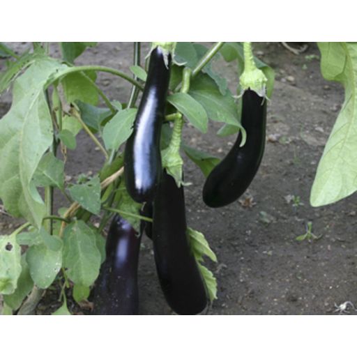 De Bolster Eggplant 