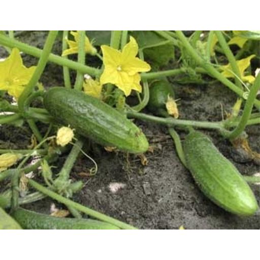 De Bolster Country Cucumber 