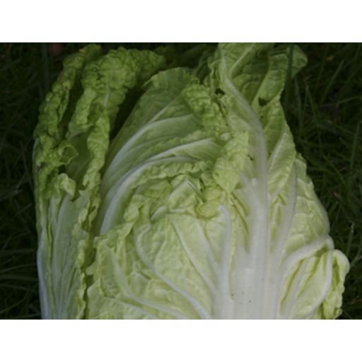 De Bolster Chinese Cabbage - 1 g