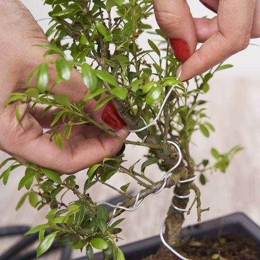 Cultivea Set orodja za bonsaj